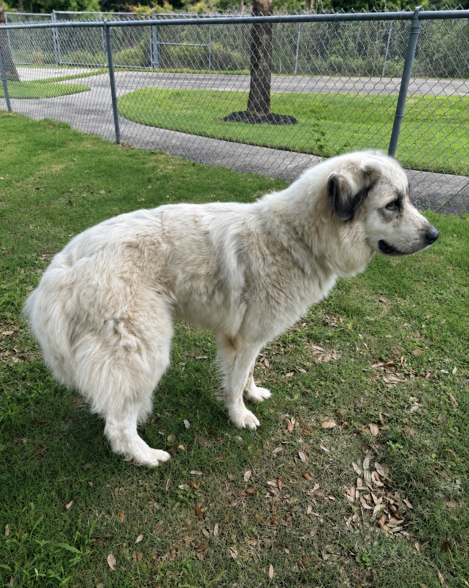 Juno